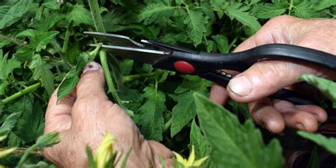 Pruning Tomato Plants How And Why To Prune And Pinch
