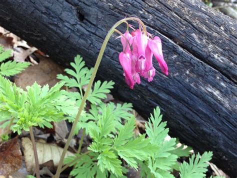 Spring Wildflowers Are At Peak Bloom Across Western North Carolina