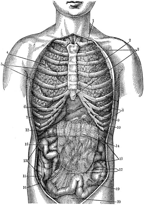 Internal Anatomy Clipart Etc