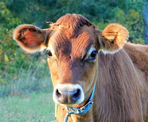 Cows that originated from the channel islands, including the guernsey and jersey breeds, are universally. - Jersey Cow 1 Photograph by - Theresa Nye