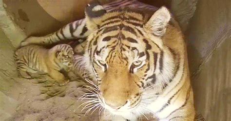 Pet Insurance Newborn Tiger Cubs Open Eyes For First Day So Cute