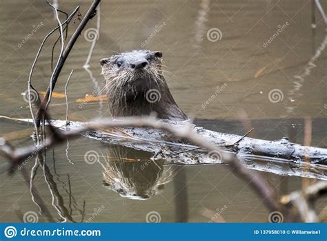 River Otter Swimming In Muddy Georgia Pond Usa Stock Photo Image Of