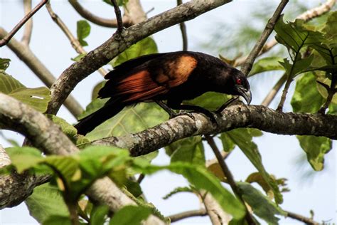 Papua surganya burung cantik nan eksotis. Burung Bubut Jawa yang Semakin Langka dan Jarang
