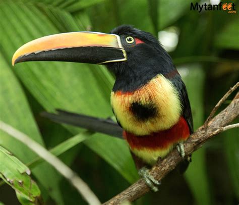 Fiery Billed Aracari Toucan Costa Rica Beautiful Places To Visit