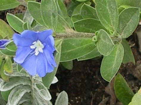 'mauna loa supreme' (peace lily), ruellia brittoniana 'dwarf purple' (false petunia) and ixora chinensis 'singapore yellow'. PlantFiles Pictures: Evolvulus, Blue Daze, Hawaiian Blue ...