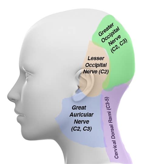 Cervical Spine Causes Of Ear Pain Fauquier Ent Blog