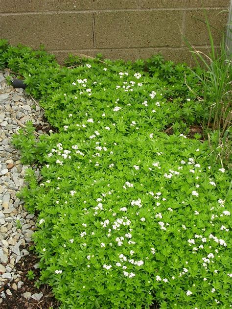 Therefore, it's important to follow the directions on the package. Sweet Woodruff in May. Perennial in many parts of the US ...
