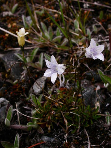 The moor bells ( wahlenbergia formerly also lightfootia ) are a genus of 260 species comprising the family of the bellflower family ( campanulaceae ). Wahlenbergia albomarginata (Campanulaceae) image 19131 at ...
