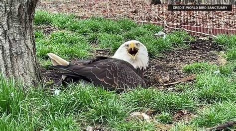 Pennsylvania Bald Eagle Poaching Suspect Turns Self In After Shocking