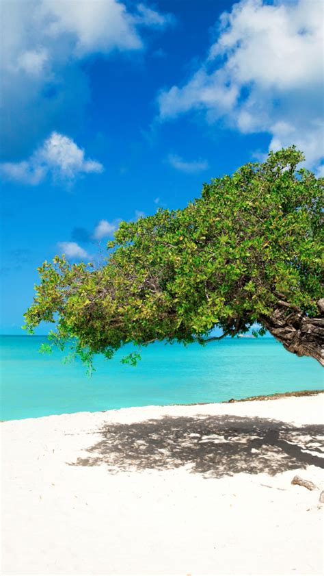 Free Download Tropical Paradise Aruba Eagle Beach Divi Divi Trees