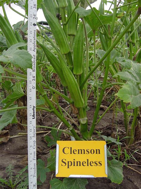Plant okra in full sun. 2004 Okra Variety Trials