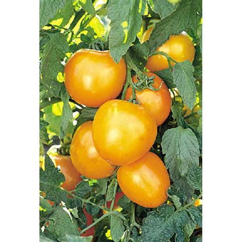 Solanum Lycopersicum Golden Jubilee Tomato Eberts Greenhouse