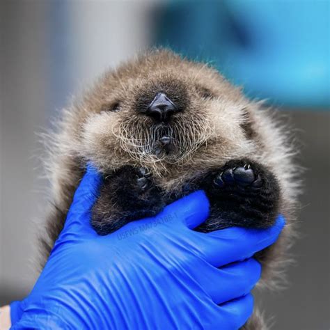 Alaska SeaLife Center (@AlaskaSeaLife) on X in 2024 | Alaska sealife