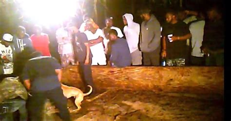Video From Informant Shows Up Close View Of Florida Dogfighting Ring