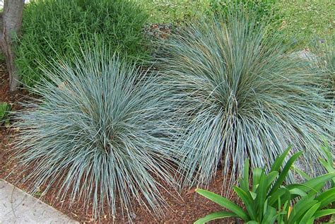 Blue Oat Grass Растения Декоративная трава Многолетние растения