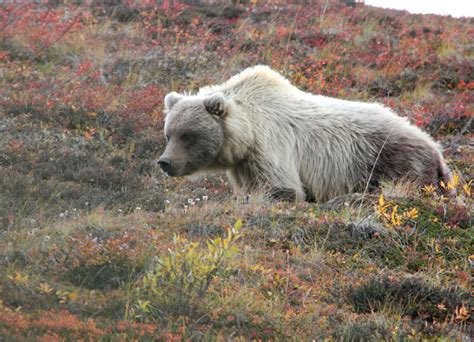 Sketching In Nature Grizzly Bear At Denali National Park Alaska