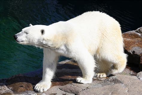 Ours Blanc Zoo Sauvage De St Félicien Canada Face à Fa Flickr