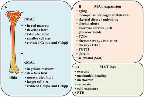 Frontiers The Unique Metabolic Characteristics Of Bone Marrow Adipose Tissue