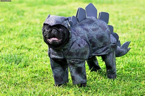 Best Pugs Costumes Ideas Funny And Cute