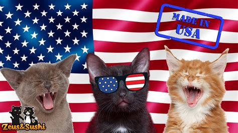 Usa Independence Day Song Happy 4th Of July Cats Covers Youtube