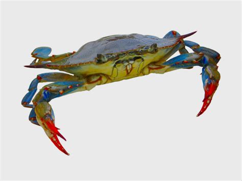 Crab island is a sandbar that is located just south of the marler bridge in destin, fl. Crabbing - Places to Go Crab Catching on Long Island ...