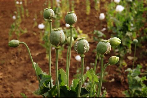 Financing Dispossession Chinas Opium Substitution Programme In