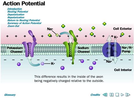 Action Potentialswf Potensial Aksiswf