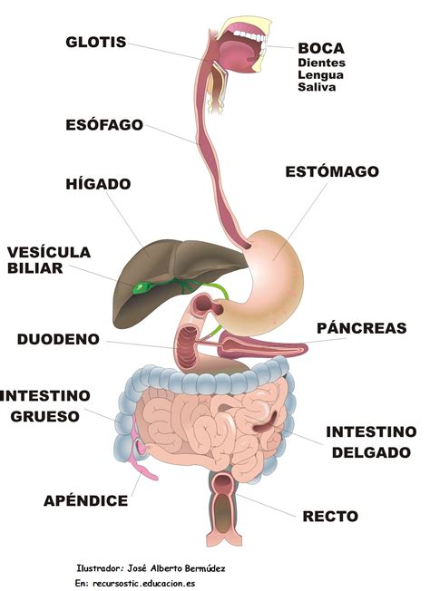 Mapa Mental De Sistema Digestivo EDUKITA