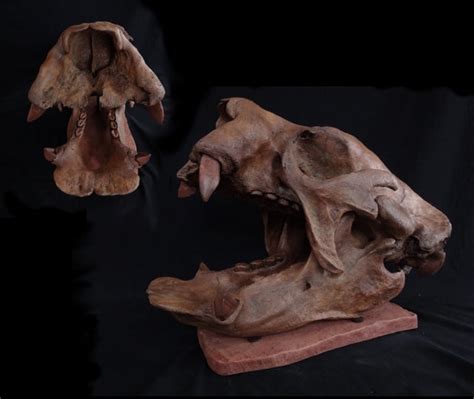 Lestodon Sloth Skull Replica Dinosaurs Rock Superstore Fossil And Mineral Specimens