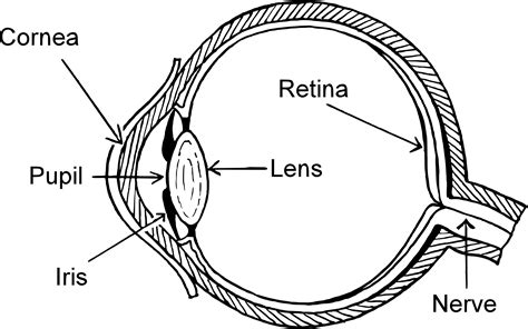 Unlabeled Diagram Of The Eye