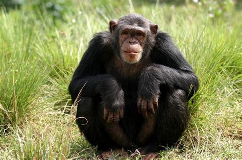 The Us Government Is Officially Retiring Its Chimpanzee Research True