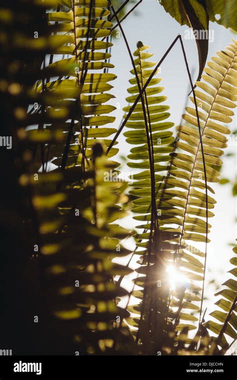 Sun Shining Through Fern Leaves Stock Photo Alamy