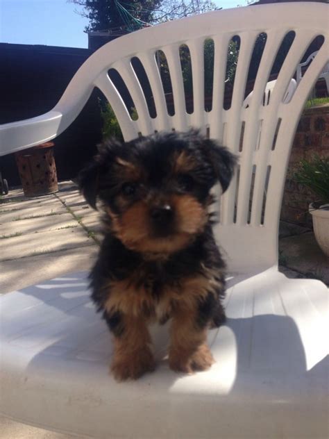 Yorkshire Terrier Puppies For Sale Des Moines Ia 294768