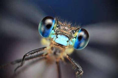 High Res Insect Captures Close Up Bugs