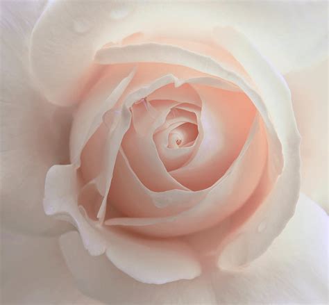 Ivory Peach Pastel Rose Flower Photograph By Jennie Marie Schell Fine