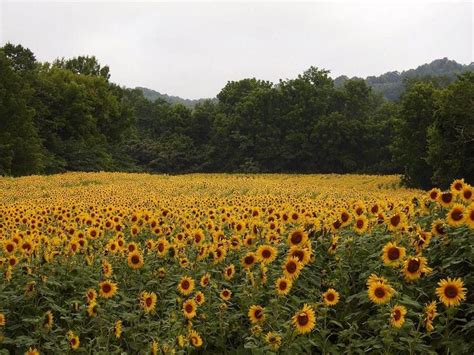 Trouvez des images de stock de sunflowers field near arles provence france en hd et des millions d'autres photos, illustrations et images vectorielles de stock libres de droits dans la collection shutterstock. The 30 Prettiest Sunflower Fields Across the U.S ...