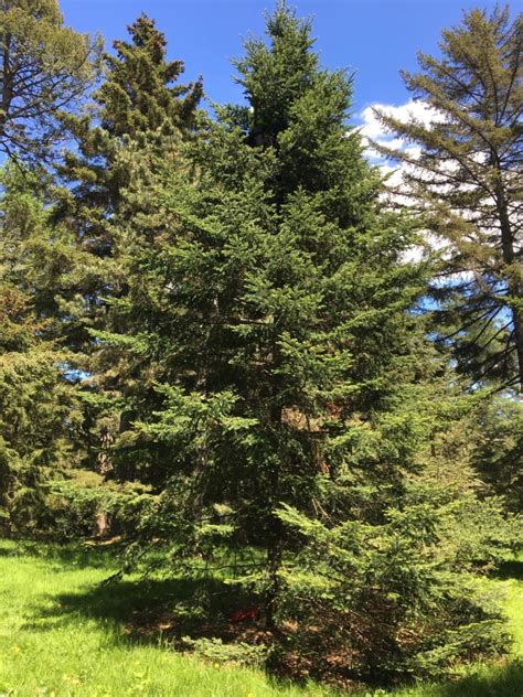 30 Most Common Trees In New England Progardentips