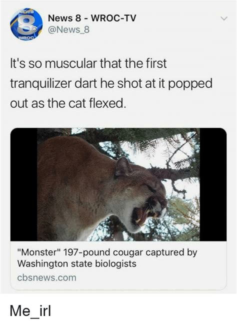 News 8 Wroc Tv Its So Muscular That The First Tranquilizer Dart He
