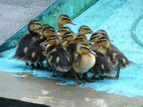 In fact, only the solid white ducks hatch yellow ducklings as do white hens. On The Sixth Day Of Christmas My True Love Gave To Me: 11 ...