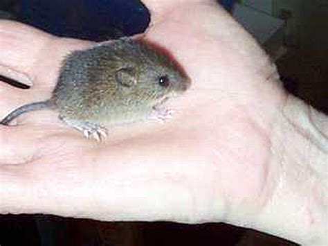 There are 235 baby field mouse for sale on etsy, and they cost $14.86 on average. EEK! Don't Freak - These Baby Mice Are Adorable! | Baby ...
