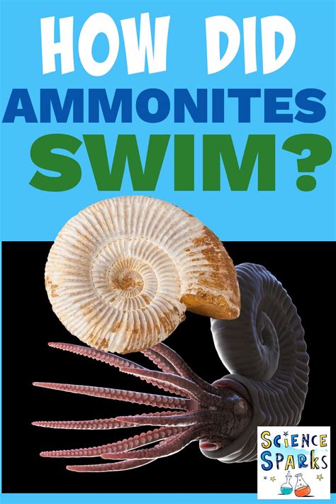 All About Ammonites