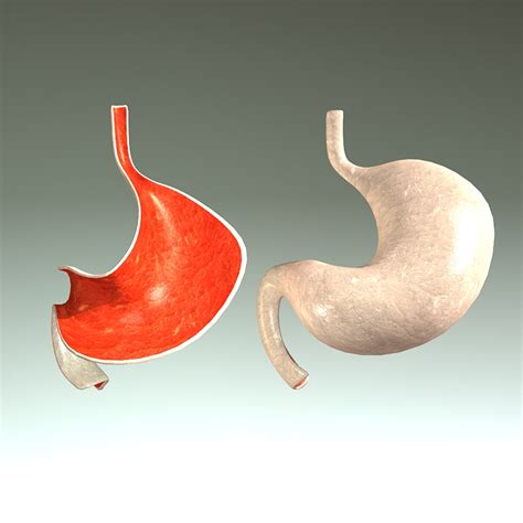 3ds Max Human Stomach