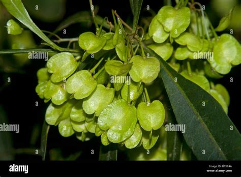 Samara Seed Pod Cluster Hi Res Stock Photography And Images Alamy