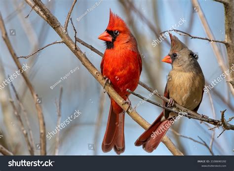 15877 Cardinal On Branch Stock Photos Images And Photography Shutterstock