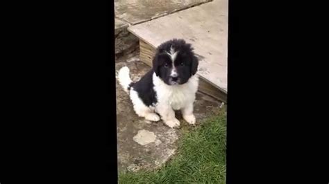 The legs are comparatively longer than those of the black newfoundland, especially in the male. Landseer (Newfoundland) puppy for sale - YouTube