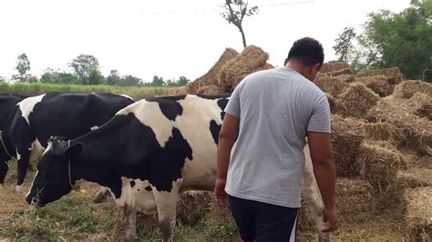 เทคนิคเลี้ยงวัวนมให้น้ำนมเยอะๆ - YouTube
