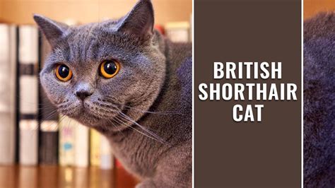 British Shorthair Cat Breed Information A Cute And Easy