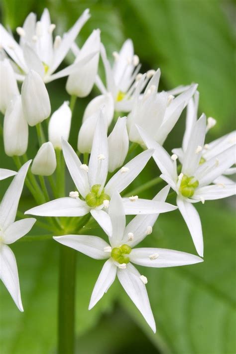 5 Of The Best Wild Garlic Recipes Wild Garlic Garlic Flower Edible
