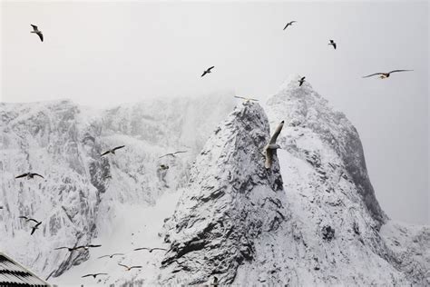 Birds Flying In The Snowy Mountains Smithsonian Photo Contest