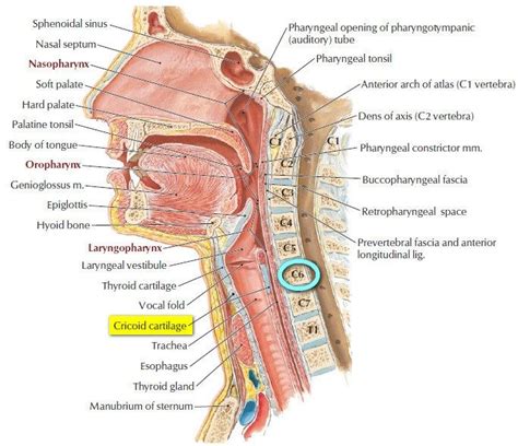 Pin On Anatomy Of Skeletal Muscles Bones And Other Structures